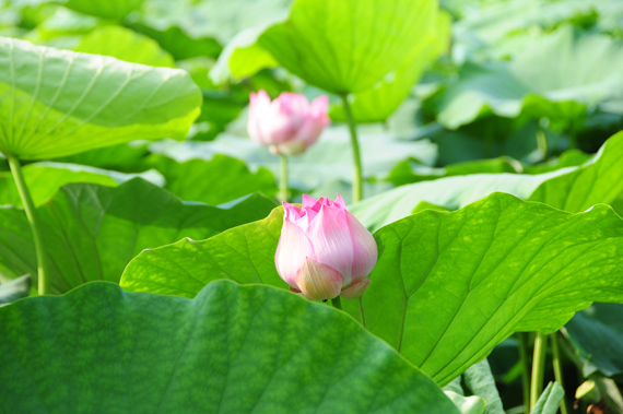百叶花逞娇呈美