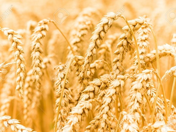 Hạn hán làm giảm sản lượng các vụ mùa ở Đức