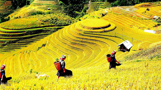 Yên Bái tổ chức Tuần Văn hóa, Du lịch Mường Lò và Danh thắng Ruộng bậc thang Mù Cang Chải