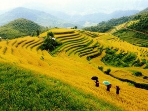 Semaine nationale en l honneur des rizières en terrasses de Mu Cang Chai