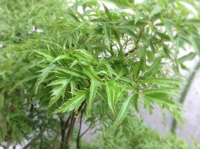 Nghệ An Tăng cường các giải pháp phát triển cây dược liệu