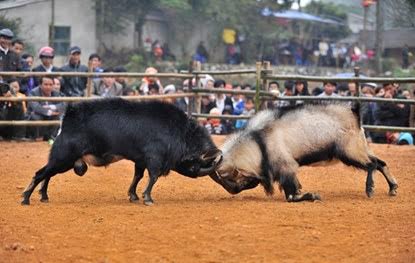 First goat fighting festival held in Yen Bai