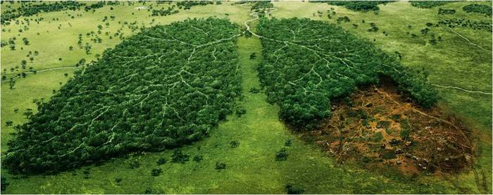 Déforestation l’année 2014 - la plus mauvaise depuis le début du XXIe siècle
