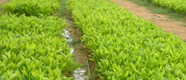 Dự án Bảo vệ và phát triển rừng bền vững tại Quảng Bình Phân bón hỗ trợ không đến tay người dân