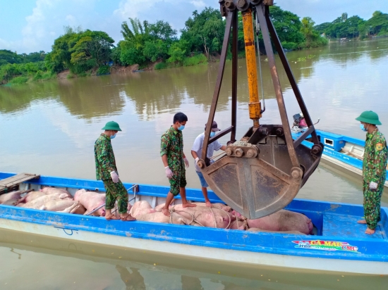 An Giang Bắt giữ, tịch thu gần 12 tấn lợn nhập lậu qua biên giới