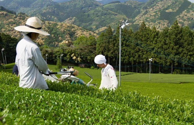 Nhật Bản thông qua dự luật thúc đẩy xuất khẩu nông sản