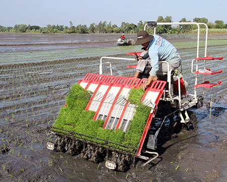 Kiên Giang Tập trung triển khai đề án tái cơ cấu ngành nông nghiệp ​