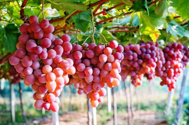 Australia đẩy mạnh xuất khẩu nho tươi vào Việt Nam