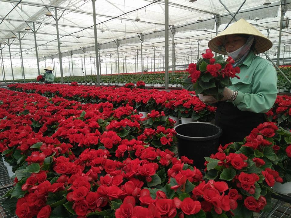 Lập Thạch Vĩnh Phúc  Sản xuất nông nghiệp theo hướng chuyển đổi cơ cấu cây trồng, vật nuôi