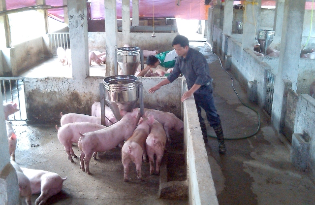 Vĩnh Phúc Ngành chăn nuôi đẩy mạnh phòng chống dịch bệnh