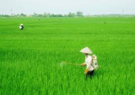 Vĩnh Tường Vĩnh Phúc  Triển khai kế hoạch sản xuất vụ Đông Xuân 2019-2020