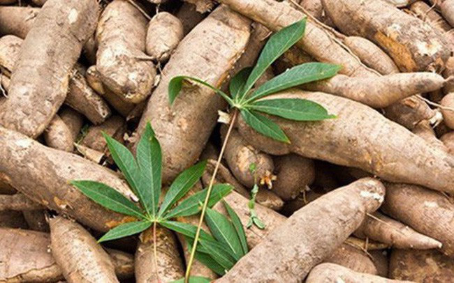 Kim ngạch xuất khẩu sắn tăng hơn 118