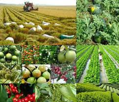 Điều kiện sản xuất, buôn bán giống cây trồng