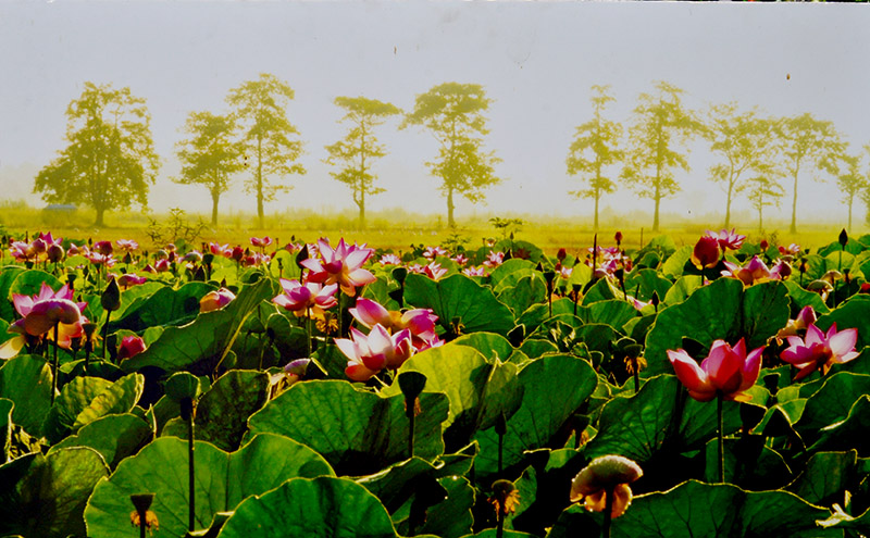 “Tháp Mười đẹp nhất bông sen