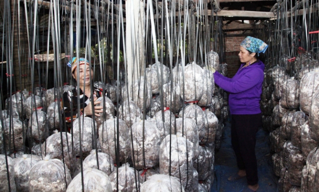 OCOP - nâng tầm giá trị nông sản địa phương