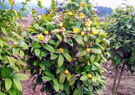 Cấp giấy chứng nhận sản phẩm công nghiệp nông thôn tiêu biểu tỉnh Vĩnh Phúc năm 2019 cho 8 sản phẩm