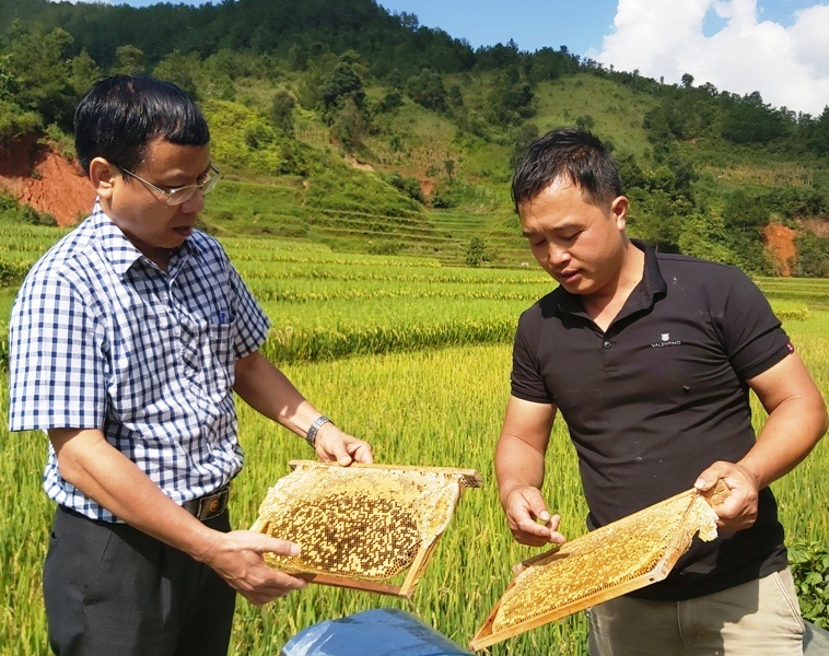 Bỏ phố về nuôi ong làm giàu