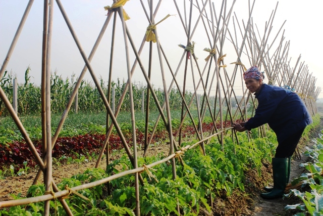 Vĩnh Phúc Triển khai sản xuất vụ Đông Xuân 2019-2020