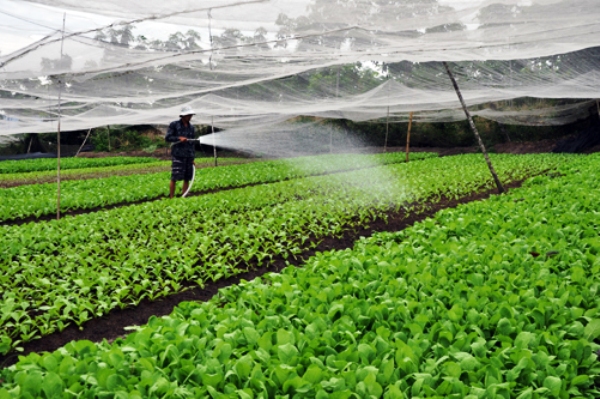 Vĩnh Phúc phát triển ngành nông nghiệp theo hướng bền vững