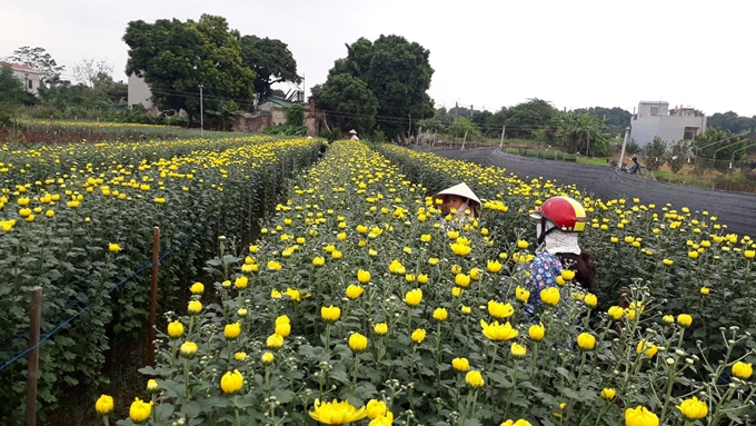 Làng hoa Phù Vân rộn ràng vào vụ Tết