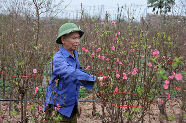 Đào Nhật Tân sẵn sàng đón Tết