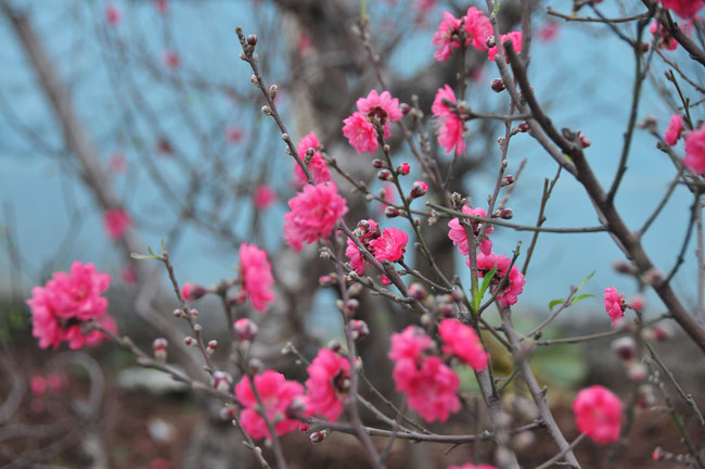 Nét đẹp mùa Xuân