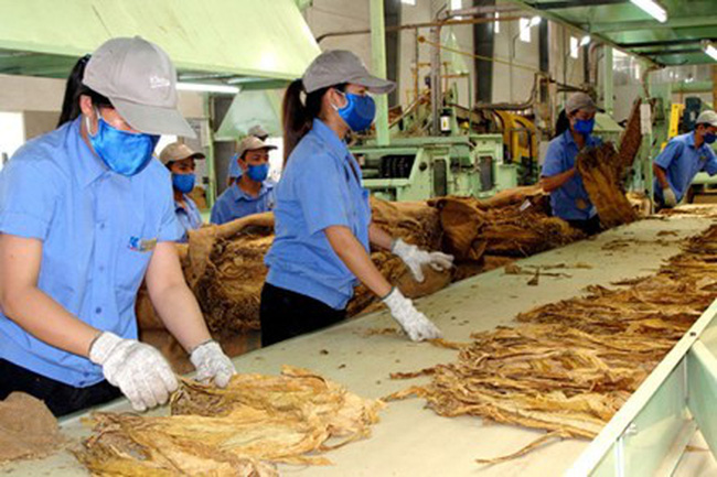 Quy định mới về nhập khẩu thuốc lá nguyên liệu năm 2020