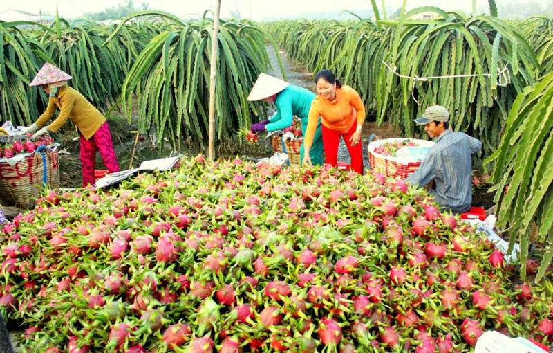 Long An, Tiền Giang tìm giải pháp tiêu thụ thanh long tồn đọng