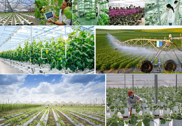 Thu hút đầu tư nông nghiệp ứng dụng công nghệ cao