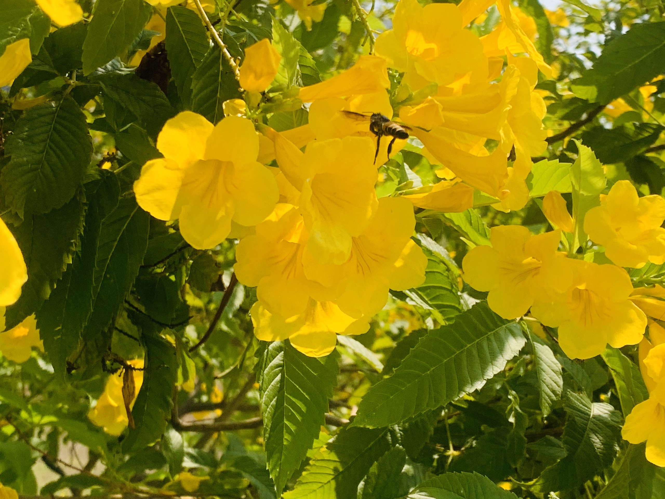 Rực rỡ sắc hoa huỳnh liên