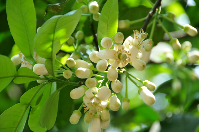 Khúc giao mùa của Hà Nội