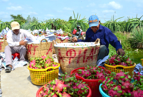 Tăng cường kết nối nông sản tươi xuất khẩu sang Úc