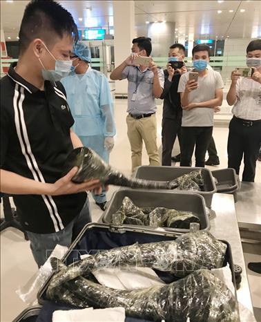 Cần Thơ Bắt gần 30 kg nghi sừng tê giác