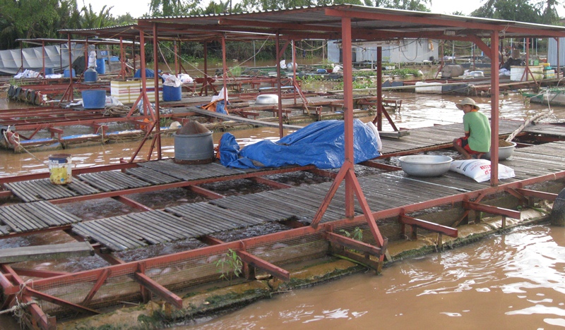 Đồng Nai Sản lượng thủy sản đạt trên 56 nghìn tấn năm