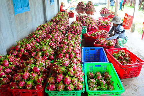 Bình Thuận đẩy mạnh sản xuất thanh long an toàn