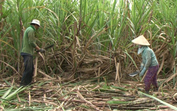 Tháo gỡ khó khăn cho ngành mía đường