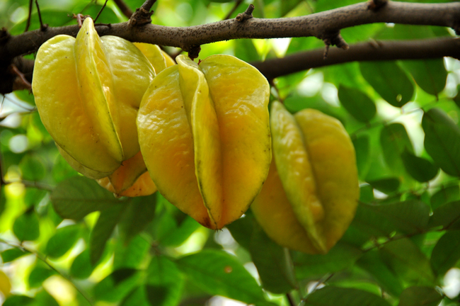 Bắc Biên – vị khế ngọt bên hương phù sa