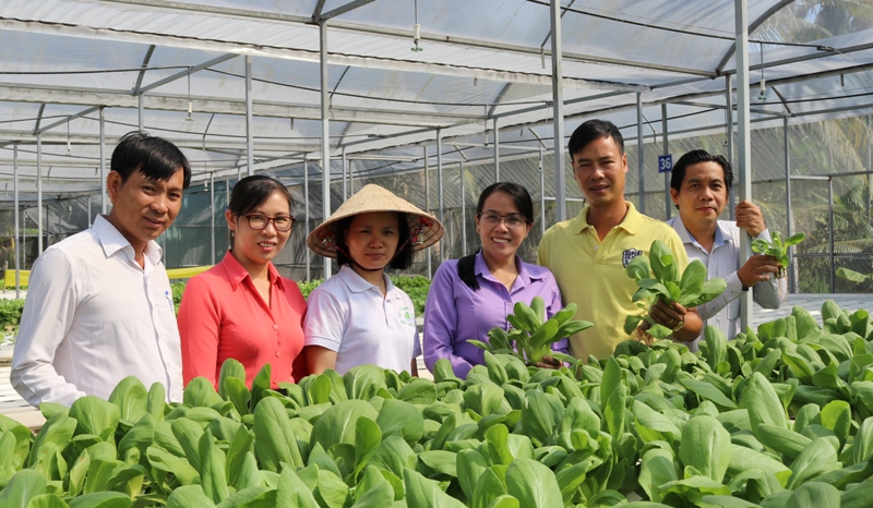 Hiệu quả từ mô hình trồng rau thủy canh