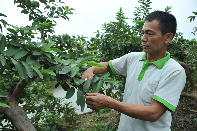 Đông Dư phát triển kinh tế từ trồng ổi găng