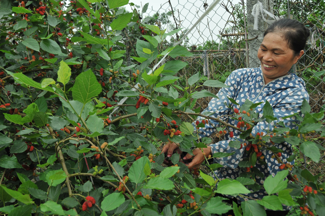 Hiệp Thuận vào mùa dâu tằm chín
