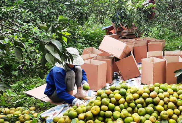 Doanh nghiệp vượt khó thời COVID-19