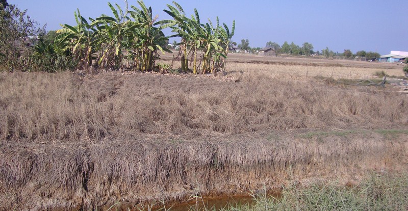 Long An Xâm nhập mặn gây thiệt hại cho sản xuất nông nghiệp