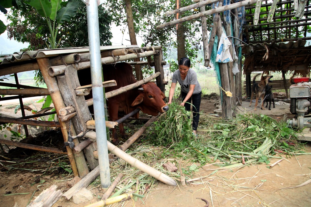 Viettel và câu chuyện an cư lạc nghiệp cho người nghèo