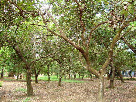 Xuất khẩu điều nhiều tín hiệu khả quan