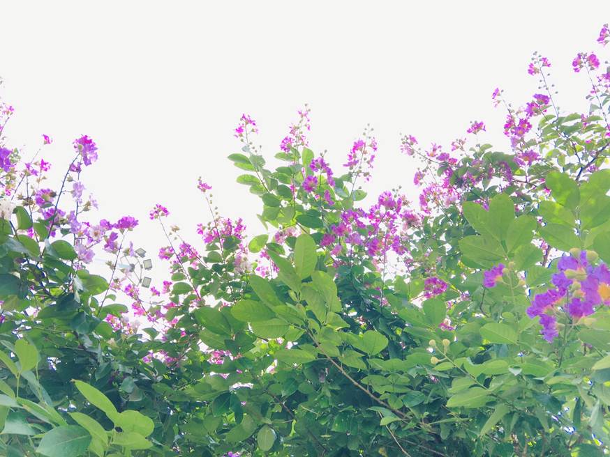 Sắc tím bằng lăng