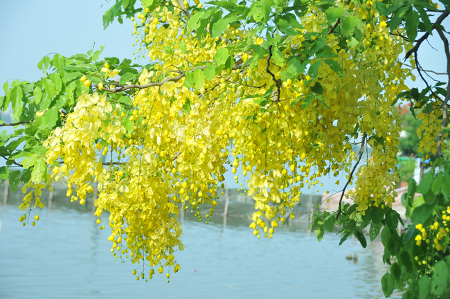 Muồng hoàng yến nhuộm vàng hồ Tây
