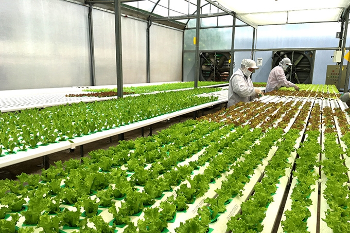 Ngành nông nghiệp được dự báo là một trong những ngành hưởng lợi lớn nhất từ Hiệp định EVFTA