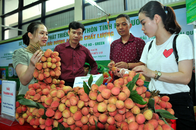 Đặc sản vải thiều Thanh Hà đến với người tiêu dùng Thủ đô