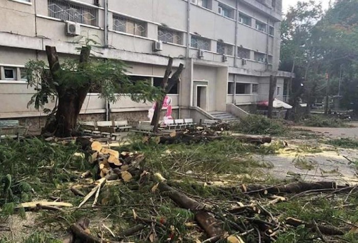 Lỗi đâu phải ở cây phượng