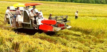 Đồng bằng sông Cửu Long Sản lượng lúa đạt trên 8,7 triệu tấn